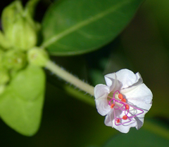 Mirabilis longiflora