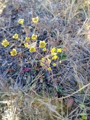 Bupleurum multinerve