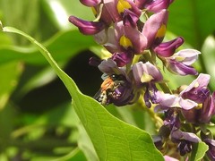 Megachile umbripennis