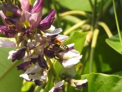 Megachile umbripennis