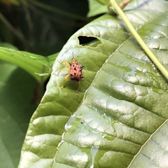 Paroplapoderus