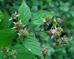 Rubus rudis