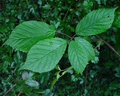 Rubus rudis