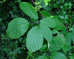 Rubus rudis