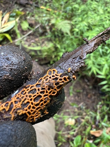 Hemitrichia serpula, 2025-07-15