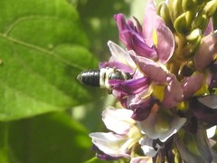 Megachile conjuncta