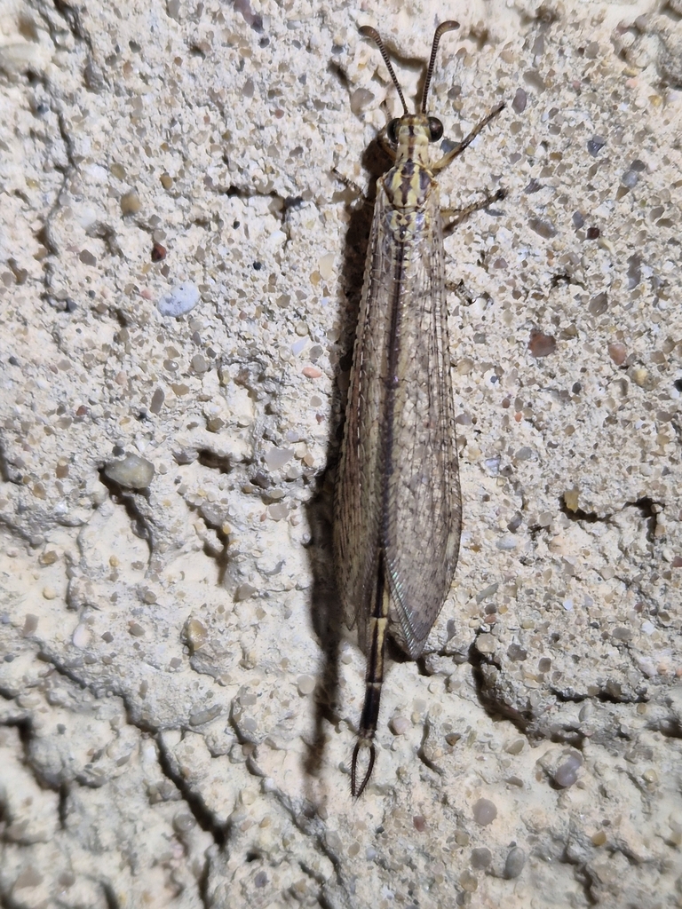 Macronemurus appendiculatus