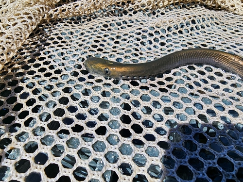 Pit-Klamath brook lamprey (Entosphenus lethophagus) — Petromyzontidae