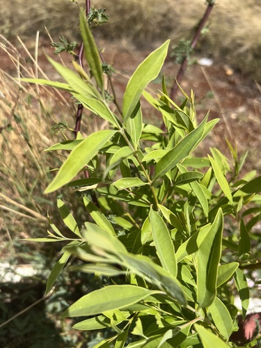 Santalum album observed 2025-07-14