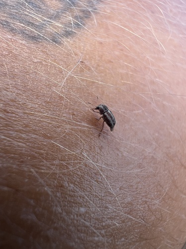 Araecerus observed 2025-07-14
