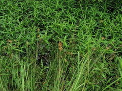 Carex alata