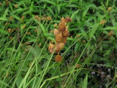 Carex alata