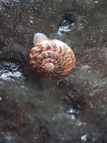Discidae image