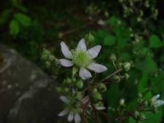 Rubus rudis
