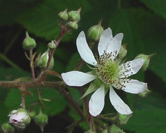 Rubus rudis