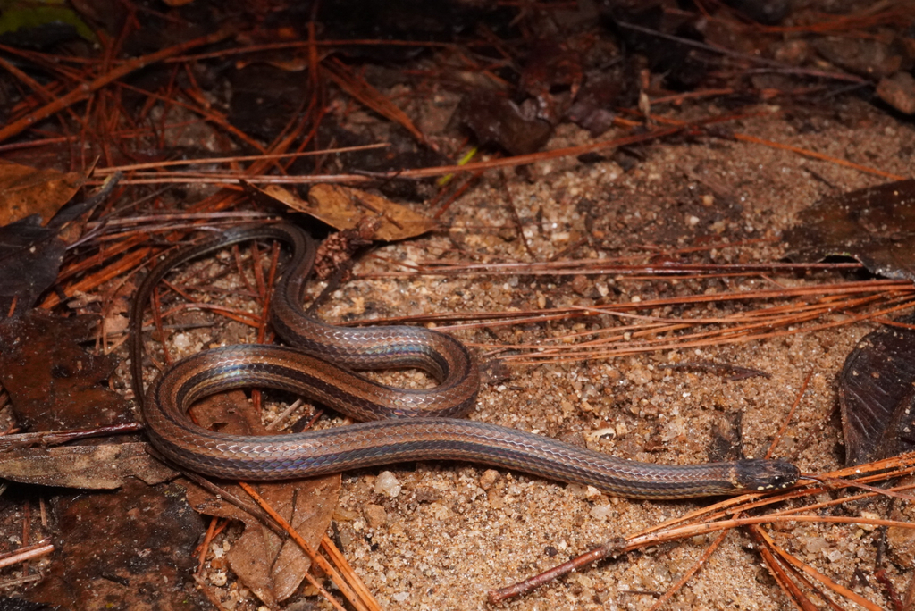 Kinkelin Graceful Brown Snake