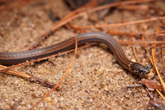 Kinkelin Graceful Brown Snake photo 3