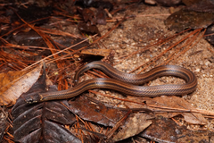 Kinkelin Graceful Brown Snake photo 2