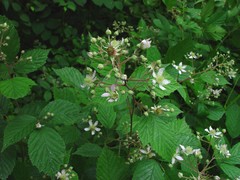 Rubus rudis