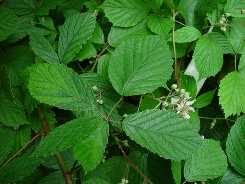Rubus rudis