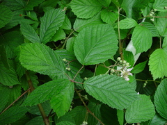 Rubus rudis