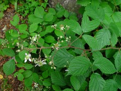 Rubus rudis