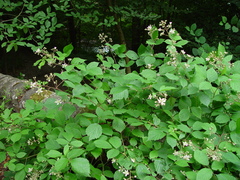Rubus rudis