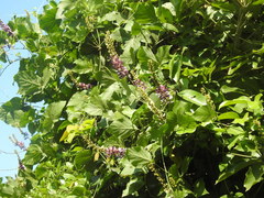 Pueraria montana lobata