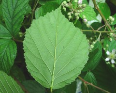 Rubus rudis