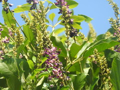 Pueraria montana lobata