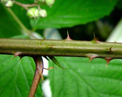 Rubus rudis