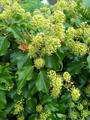Hedera helix