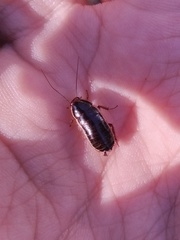Loboptera decipiens