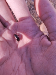 Loboptera decipiens