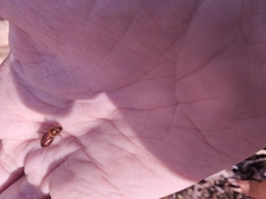 Loboptera decipiens