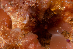 Coryphellina poenicia