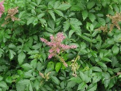 Astilbe japonica