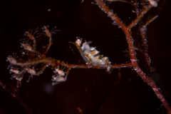 Coryphellina poenicia