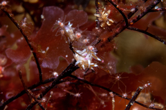 Coryphellina poenicia