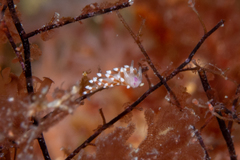 Coryphellina poenicia