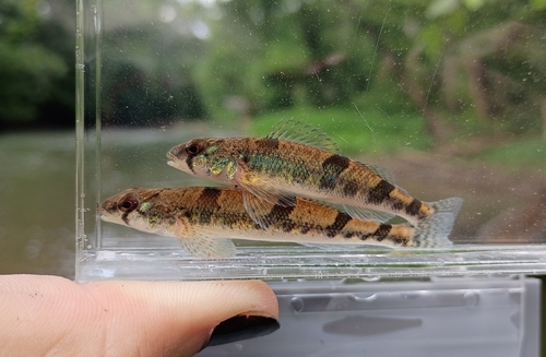 Snail darter (Percina tanasi) — Percidae — 5