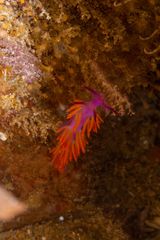 Flabellina
