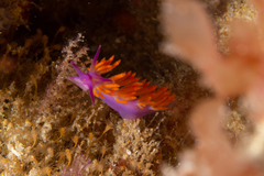Flabellina