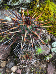 Mammillaria mystax