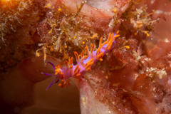 Flabellina