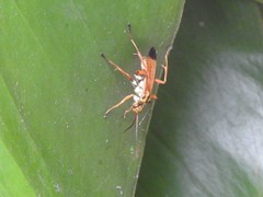 Macromerella honesta