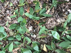 Convallaria