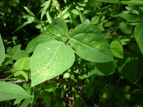 Hog-peanut False Rust