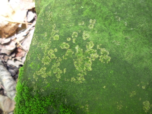 Speckled Blister Lichen