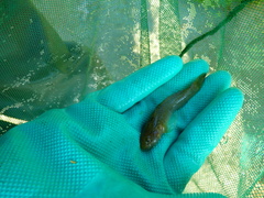 Padogobius bonelli
